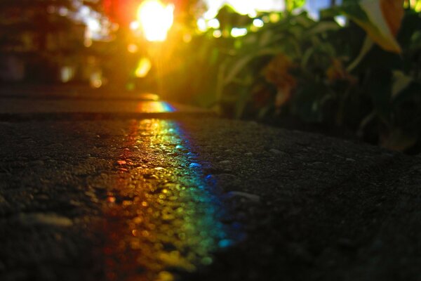 A luz do sol atravessa as folhas ao pôr do sol