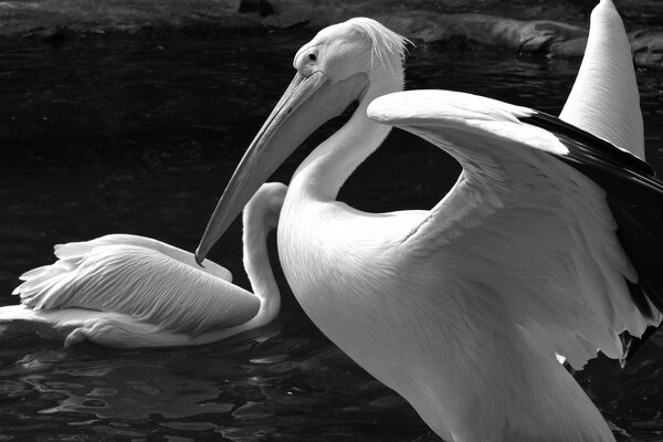 Pelikane im Wasser in schwarzen und weißen Farbtönen