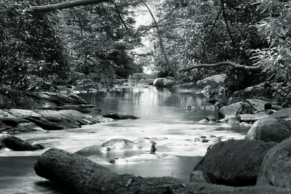 Forest stream black and white