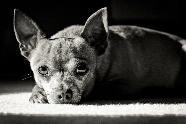 Black and white photo of a sad dog