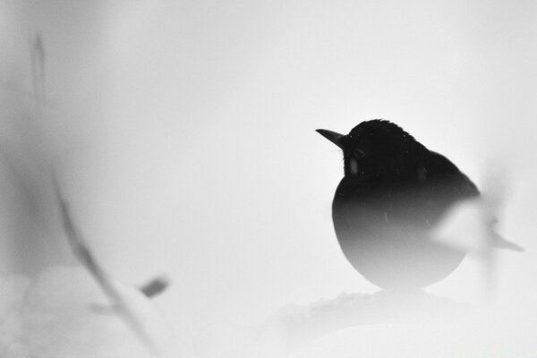 Black and white photo of a bird in the snow