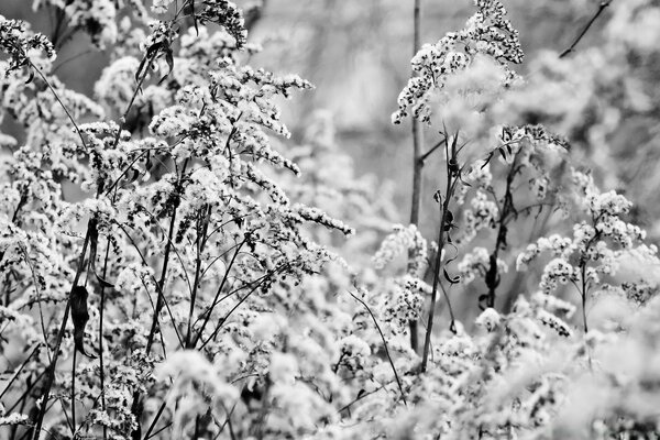 Black and white twigs of rope