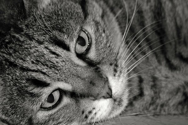 The kitten looks at you with tenderness, the color is black and white