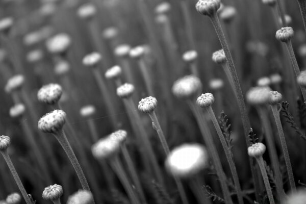 Black and white photo of a field of flowers