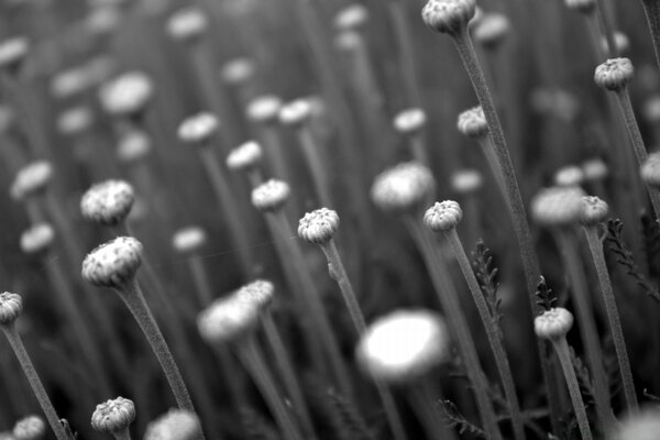 Fotografía de campo de flores en blanco y negro