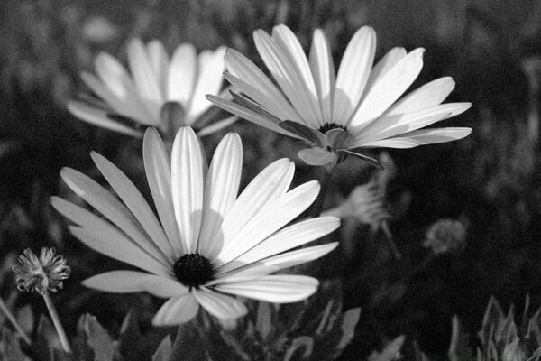 Flowers in a meadow in black and white