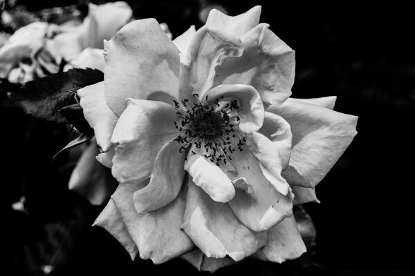 Schwarz-Weiß-Rose monochromes Foto