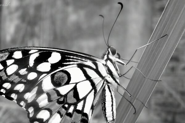 Papillon sur l herbe dans la gamme grise