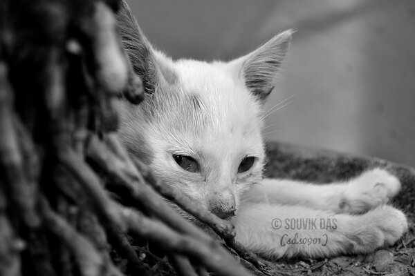 Lindo gato se echa de menos solo