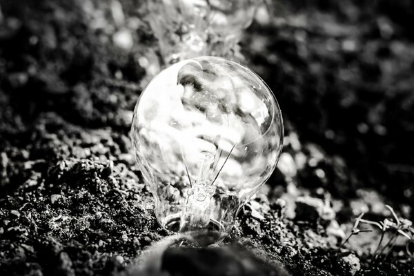 A burnt-out light bulb in the forest