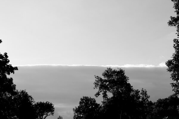 Trees in monochrome gray