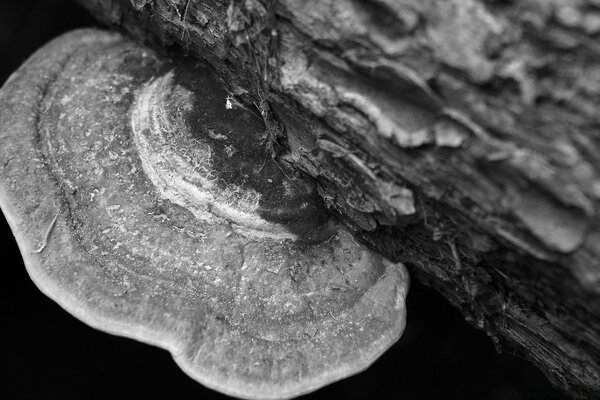 Black and white photo of a mushroom growing on a tree