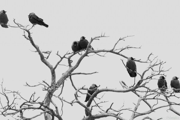 Many birds are sitting on a tree without leaves