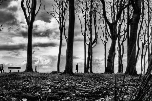 People walk along the avenue of trees