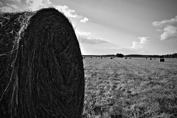 Черно-белая фотография поля