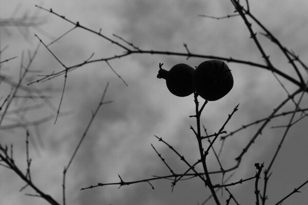 Tree branches and gray sky