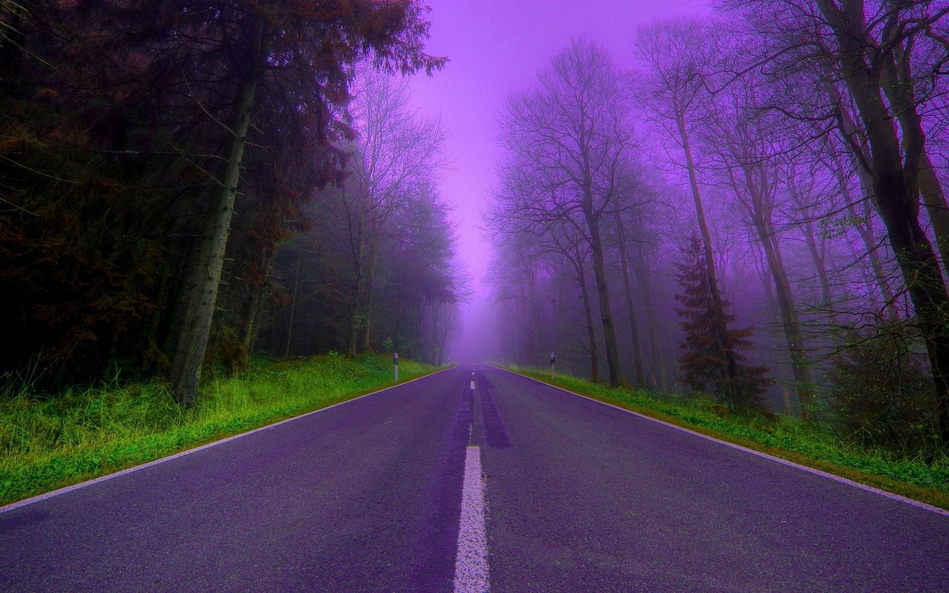 trees road landscape guidance fog wood tree nature dawn light rain