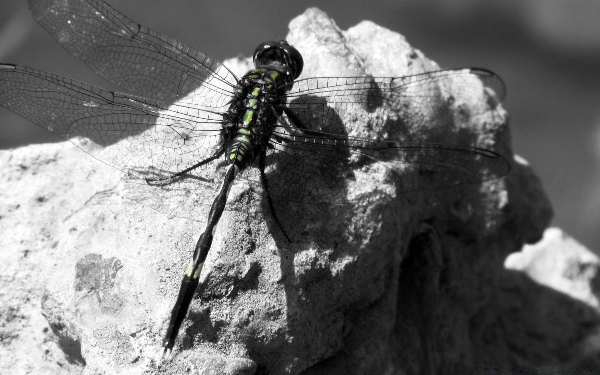 czarny i biały owady bezkręgowców na zewnątrz natura pojedyncze rock park dragonfly