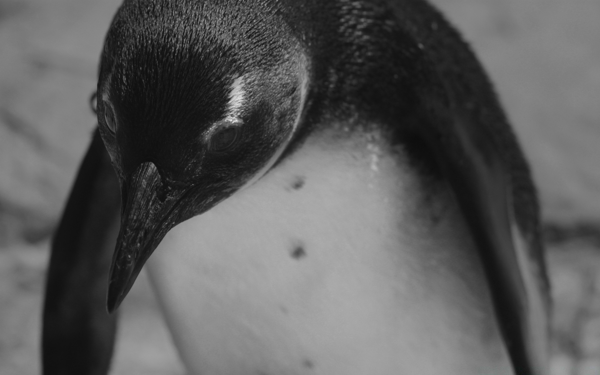 black and white bird portrait one water nature wildlife monochrome outdoors adult