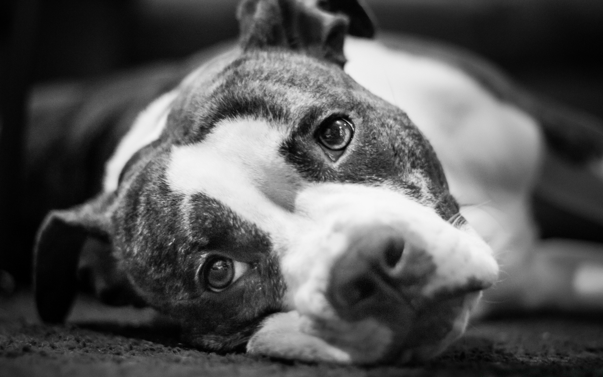 noir et blanc chien cynologue mammifère animal animal de compagnie portrait mignon chiot monochrome un domestique oeil terrier adorable aperçu drô tier studio peu s asseoir