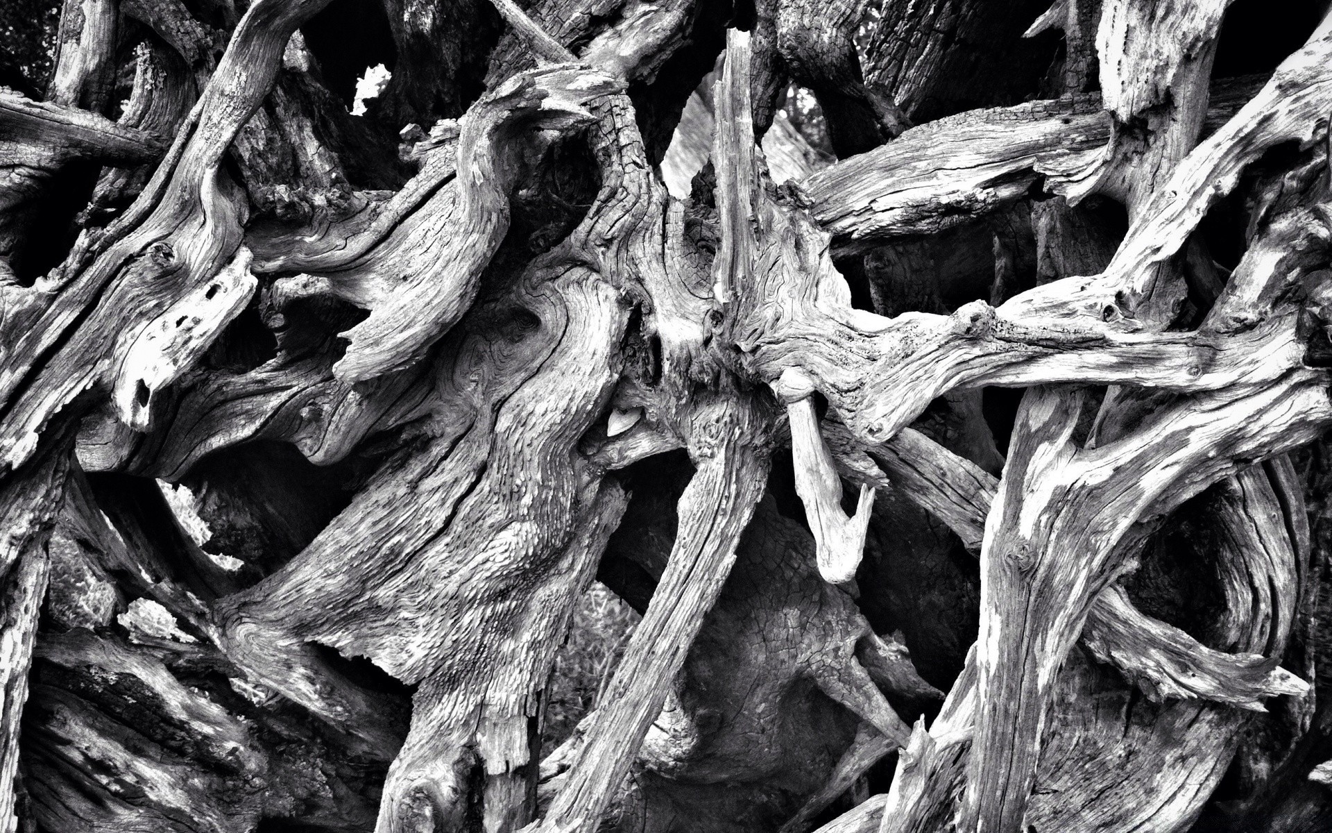 black and white nature desktop old texture close-up tree