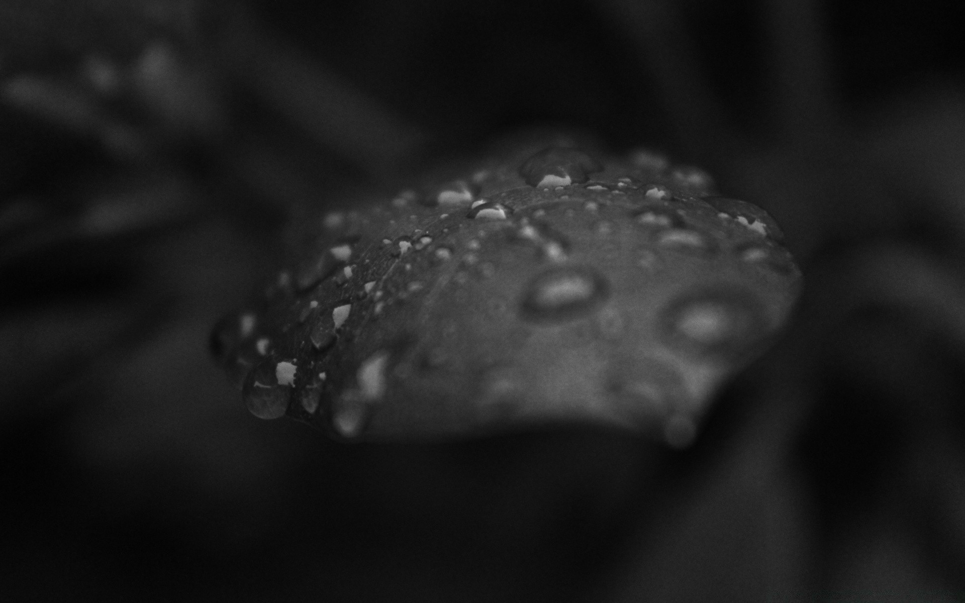 preto e branco monocromático chuva queda dof reflexão água molhado close-up borrão escuro orvalho comida ainda vida gotas foco natureza desktop