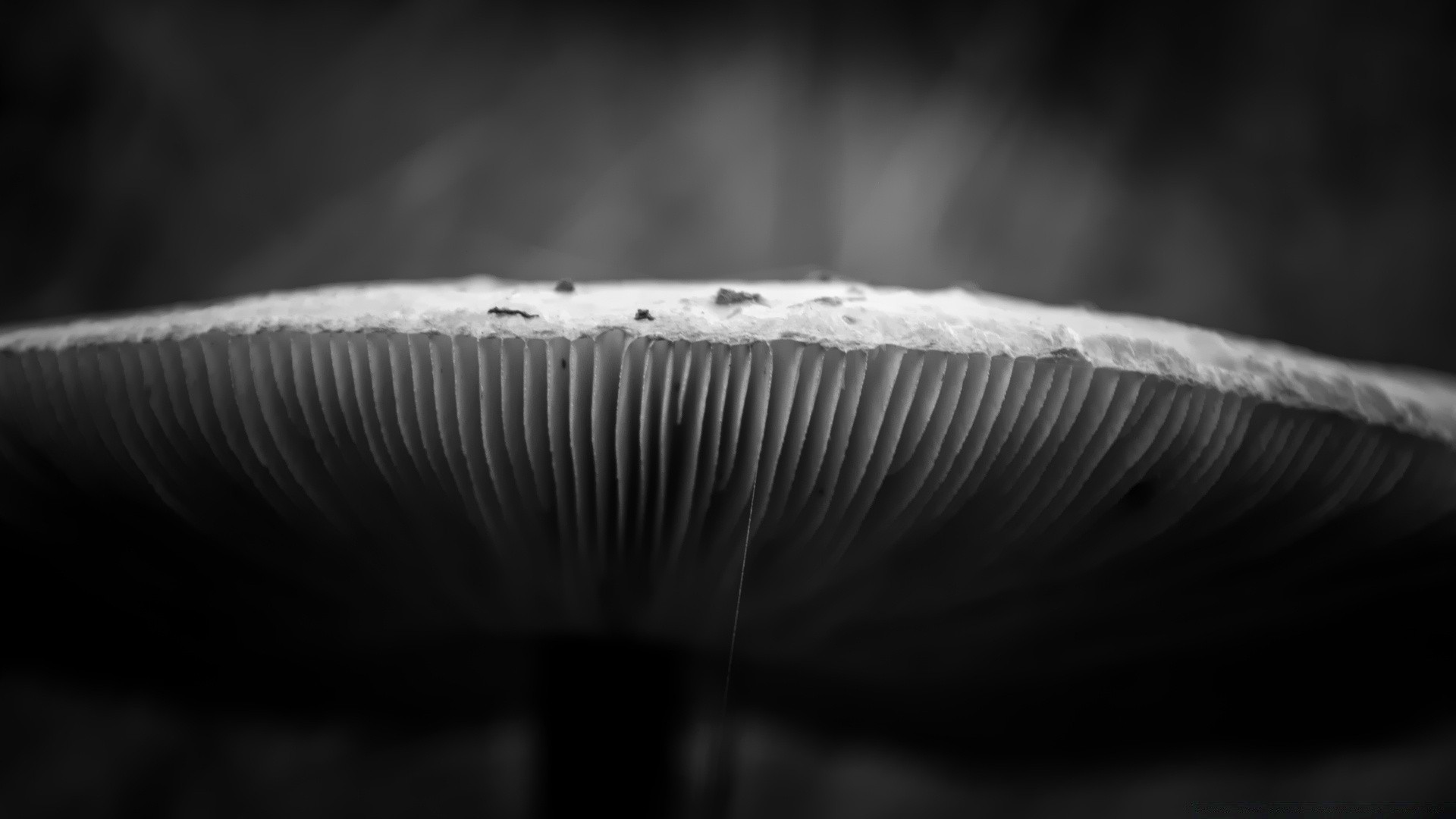 schwarz und weiß monochrom pilz pilz essen natur herbst stillleben dof landschaft abstrakt gemüse holz moos schatten