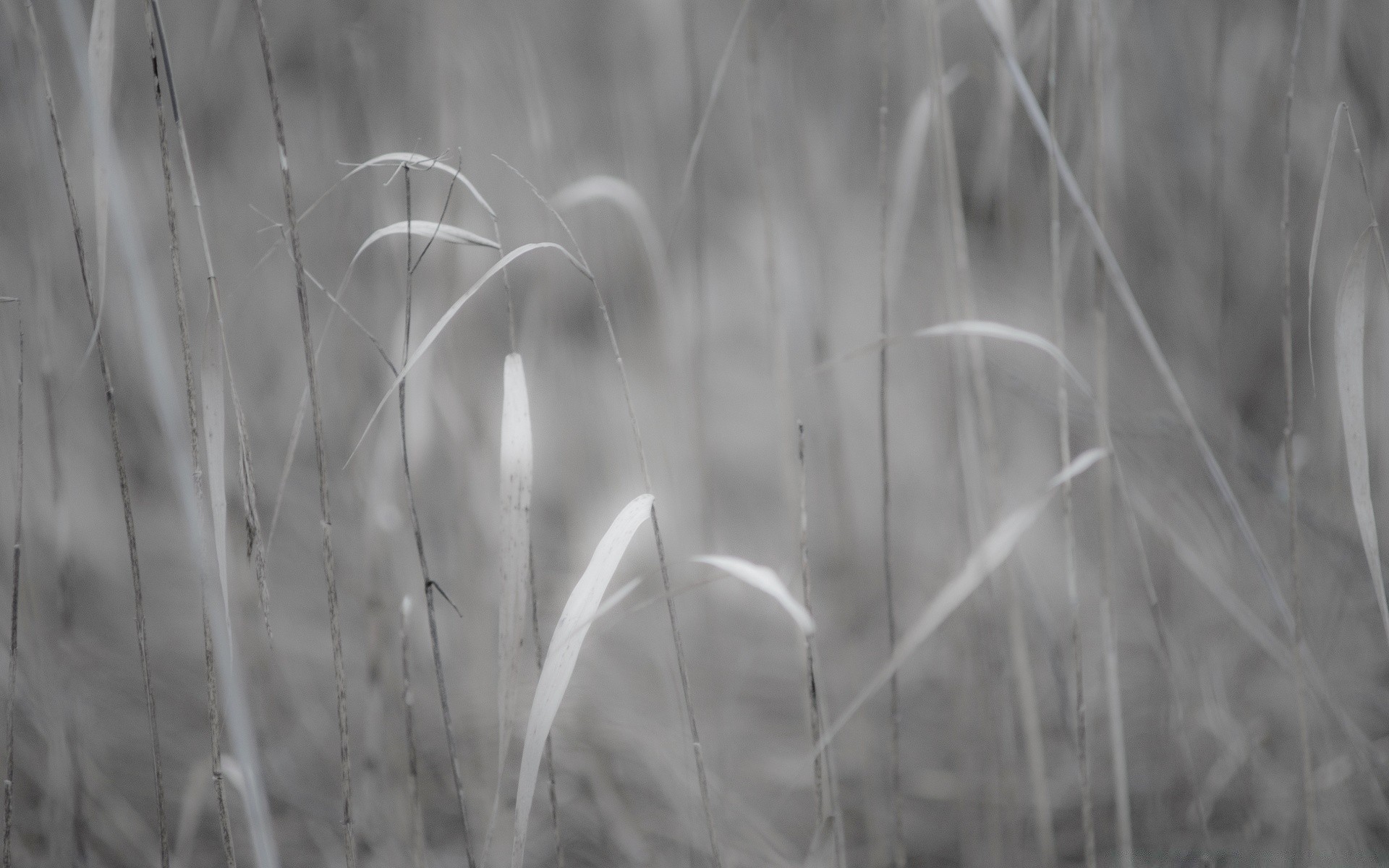 blanco y negro naturaleza hierba hoja flora al aire libre verano campo rural amanecer