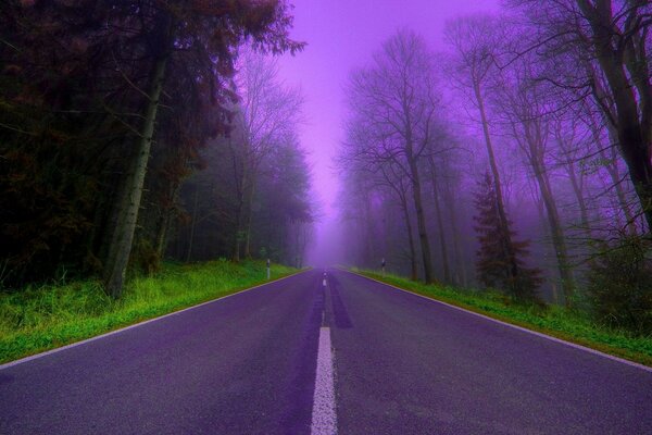 Asphaltierte Straße, die in einen nebligen Wald führt