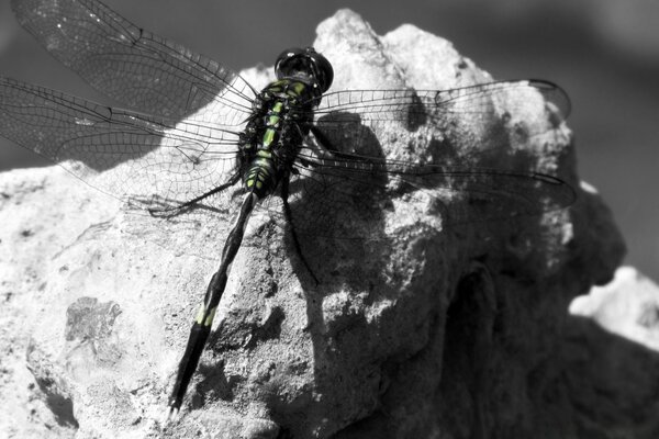 Libélula en blanco y negro busca los colores de la vida