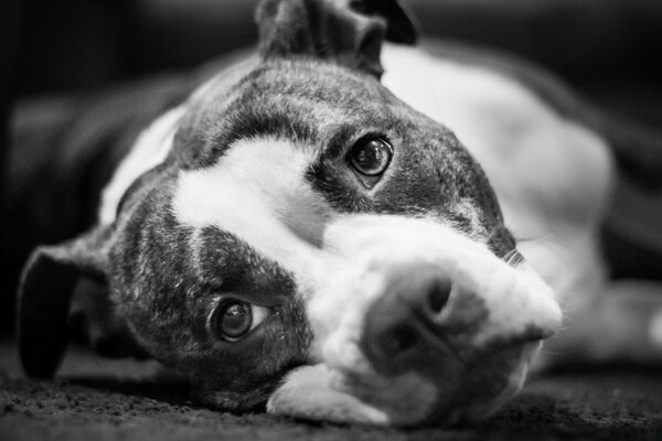 Un cane con uno sguardo triste giace sulla strada