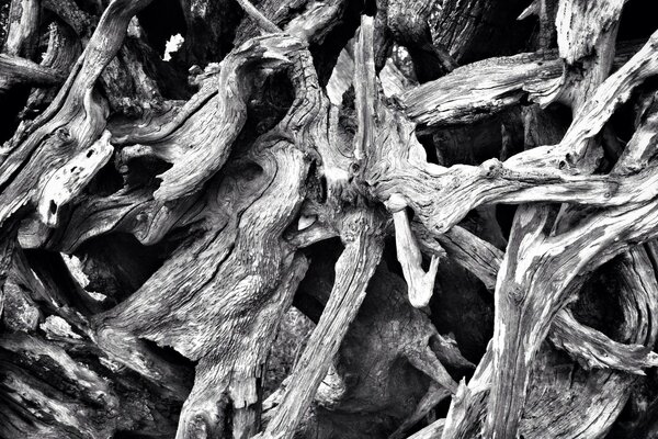 Naturaleza en blanco y negro del Escritorio