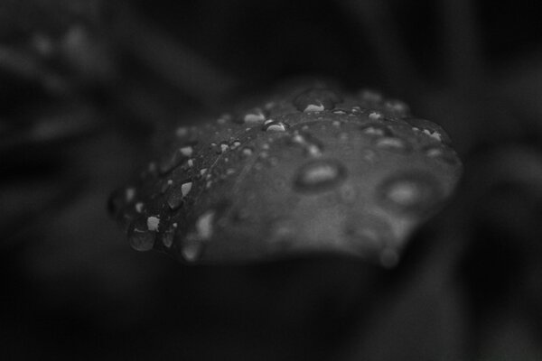 Gouttes de pluie sur une feuille en noir et blanc