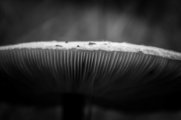 Macro fotografía sombrero de la seta monocromo