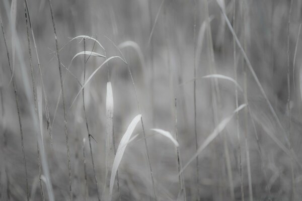 Photo d herbe en noir et blanc