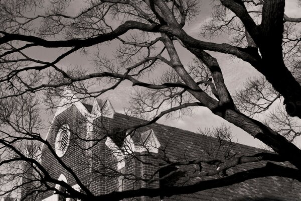 Castle behind a tree in gray