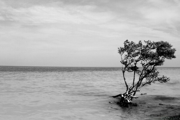 Mar e praia em preto e branco