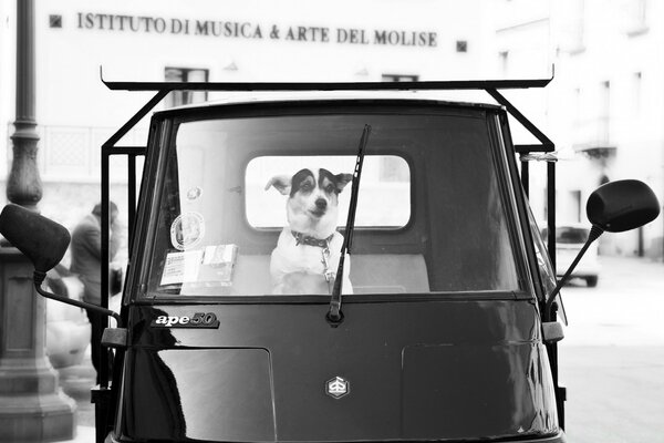 Foto antiga de um carro com um cachorro