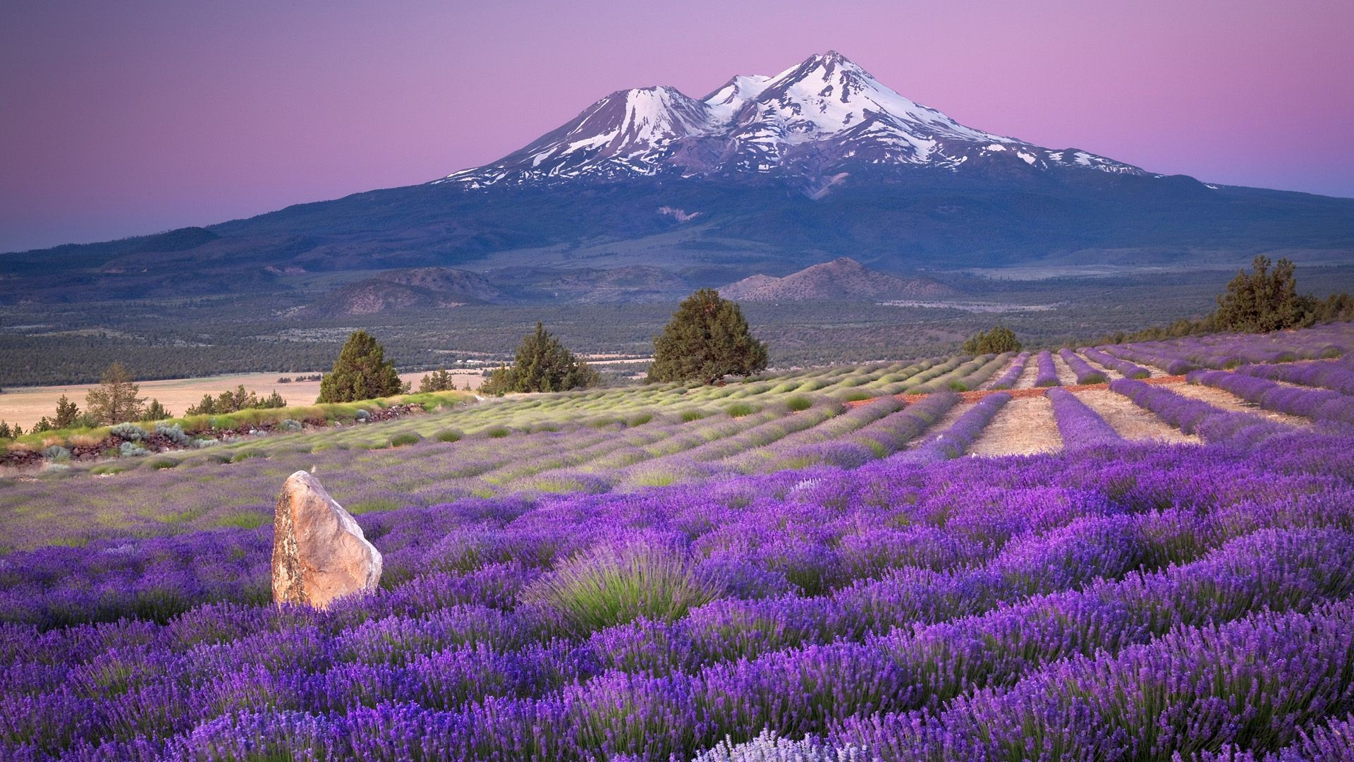 mountains landscape nature flower outdoors mountain scenic sky travel field