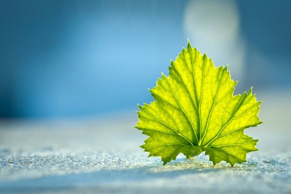 A green leaf on a blue background