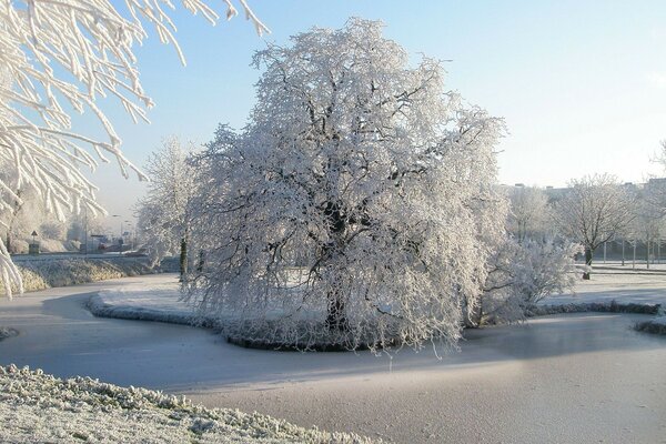 Frostiger Morgen und ein verschneiter Baum