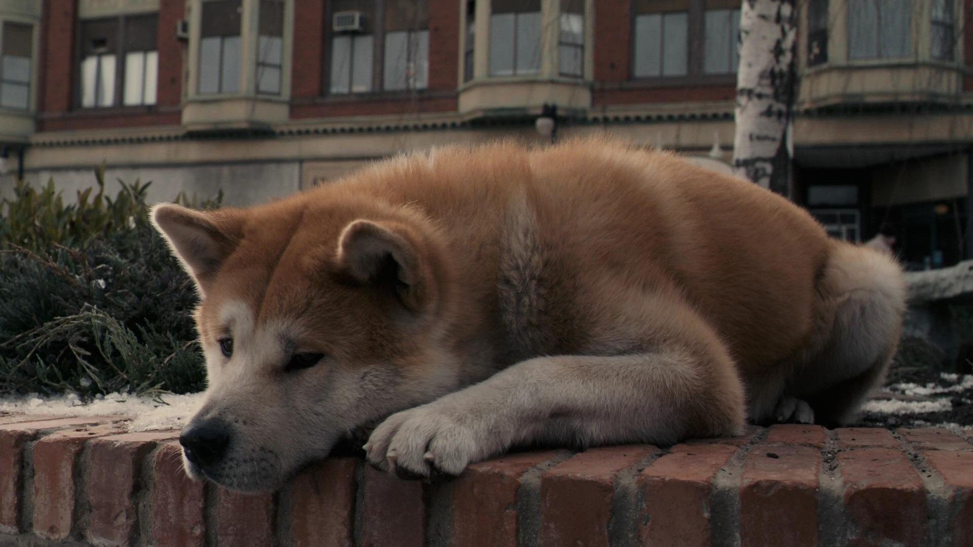 películas perro mamífero perro retrato mascota solo animal pelaje