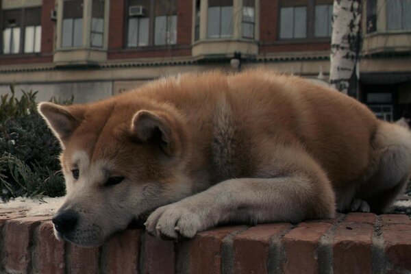 Akita-inu liegt traurig