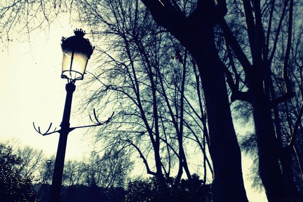 Lantern and silhouettes of trees against the sunset sky