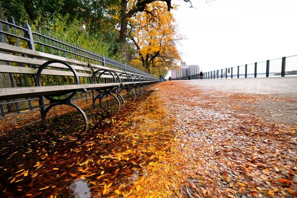 Allée d automne dans le parc près de la rivière