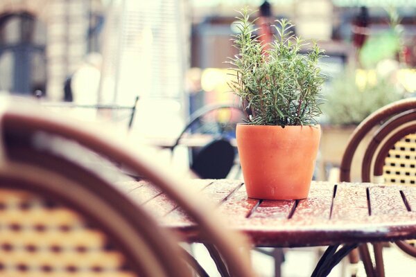 A pot with a flower standing on a wooden table