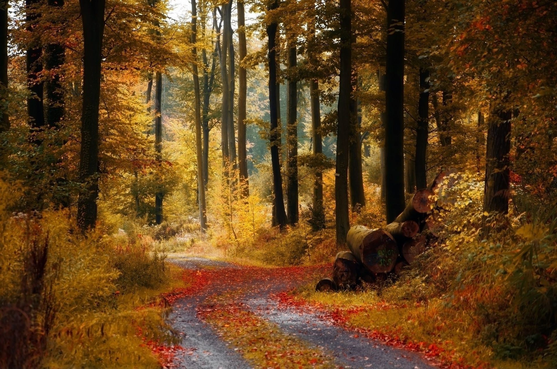 route automne feuille bois arbre parc paysage lumière du jour à l extérieur scénique érable nature manuel lumière