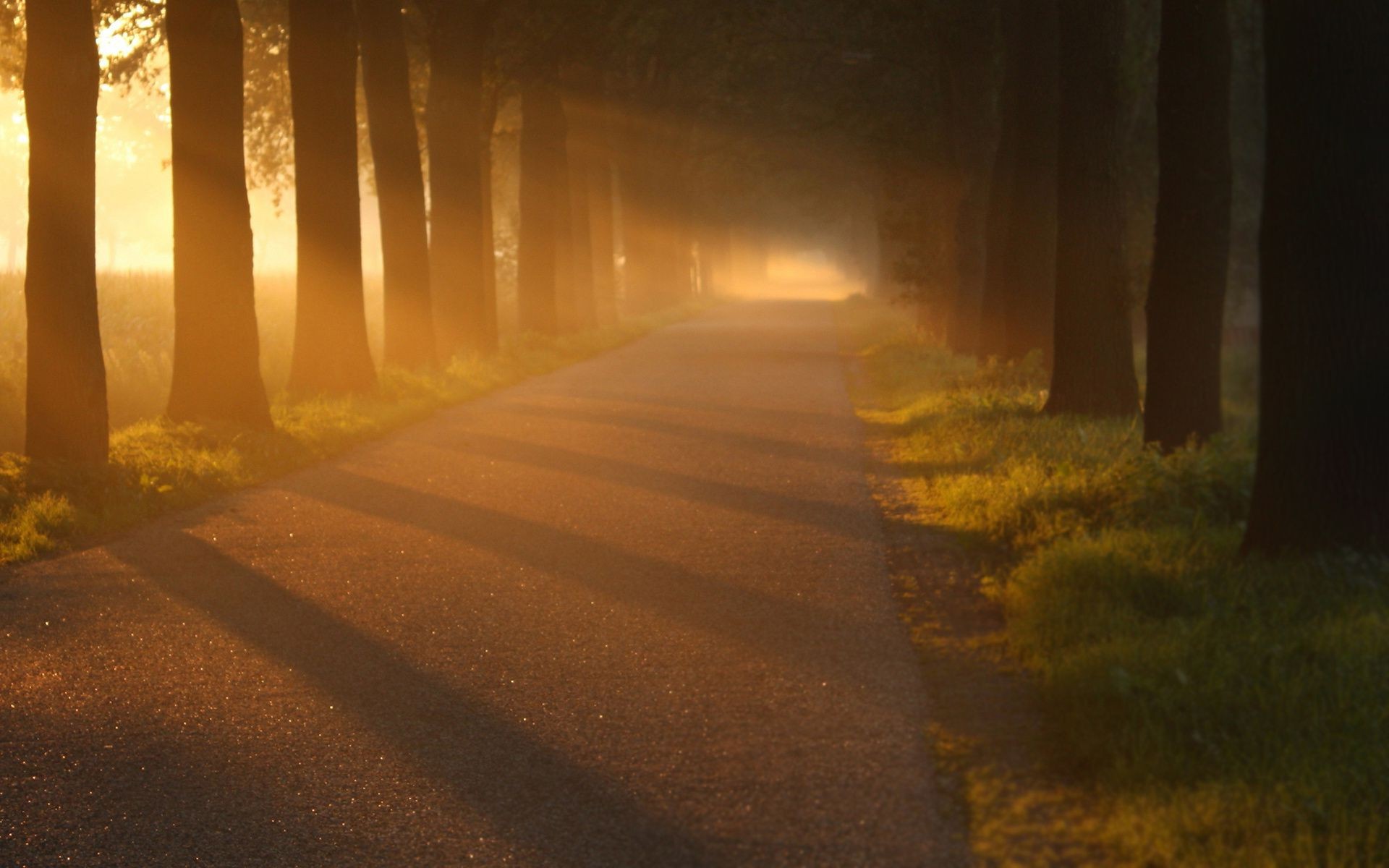 sonnenlicht und strahlen licht landschaft dämmerung straße sonnenuntergang abend hintergrundbeleuchtung straße nebel schatten unschärfe reisen sonne