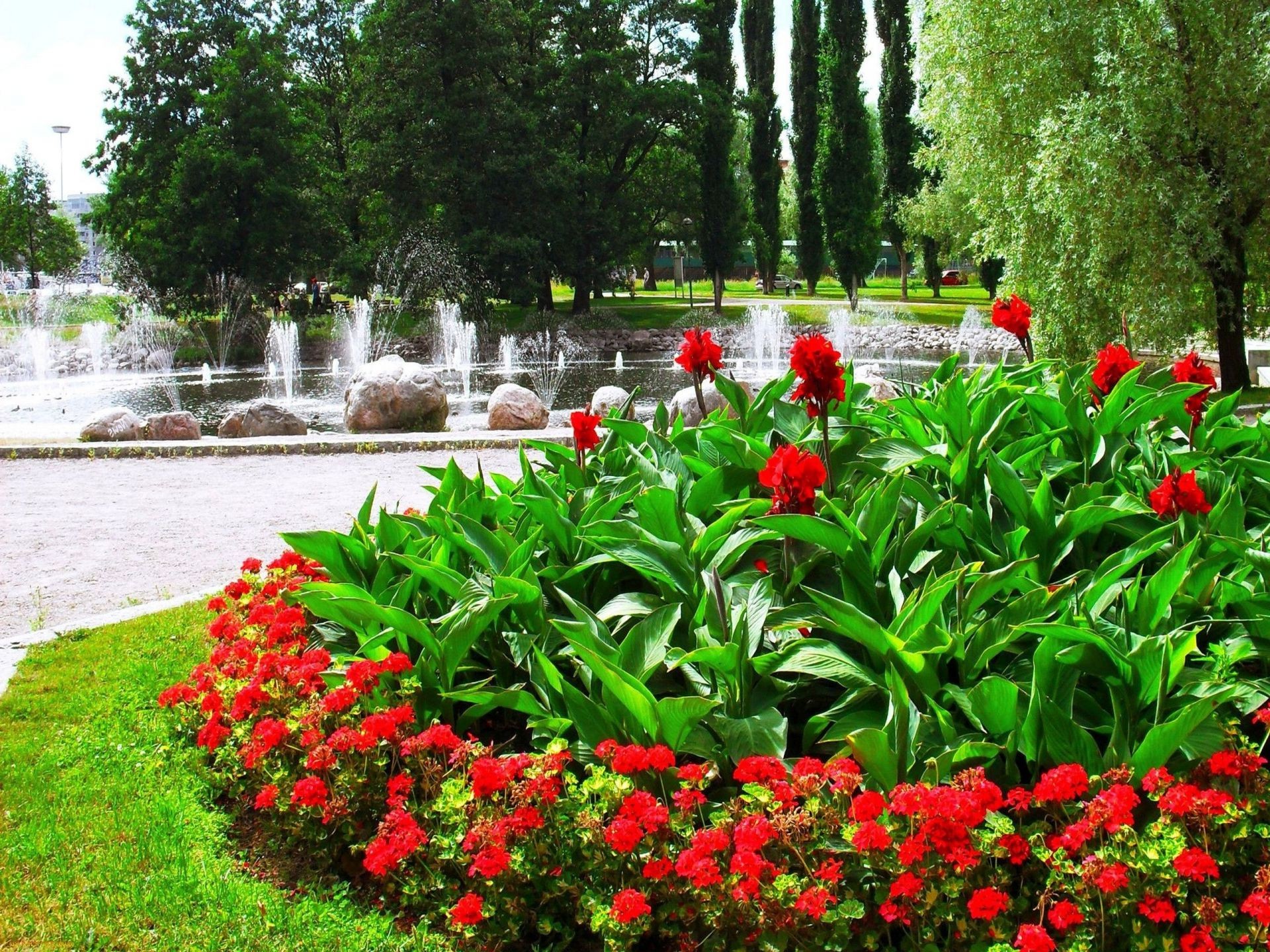 alberi fiore giardino tulipano flora natura parco foglia estate stagione fiore albero floreale petalo di colore erba prato paesaggio all aperto botanico