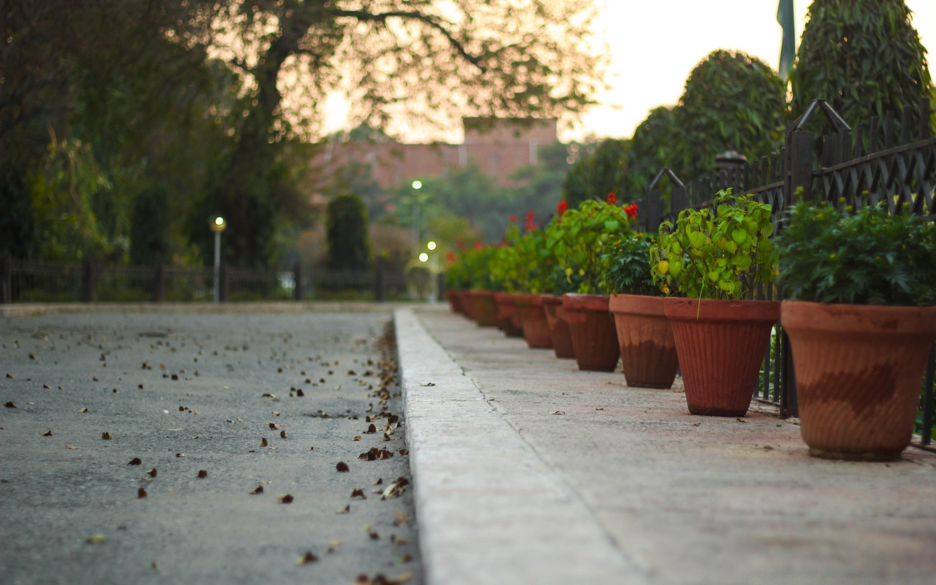 otras ciudades jardín calle árbol flor acera hoja naturaleza carretera madera parque flora